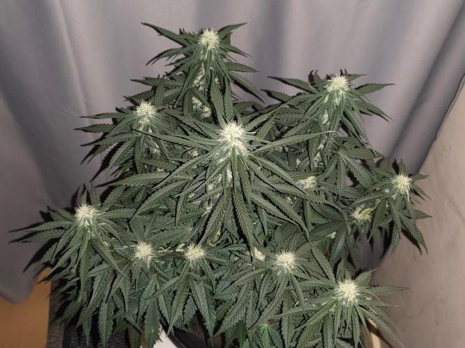Original sensible seeds. Week 7