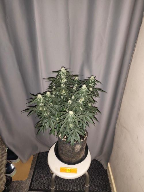 Original sensible seeds. Week 7