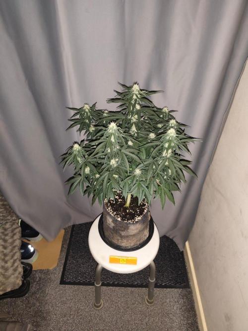 Original sensible seeds. Week 7