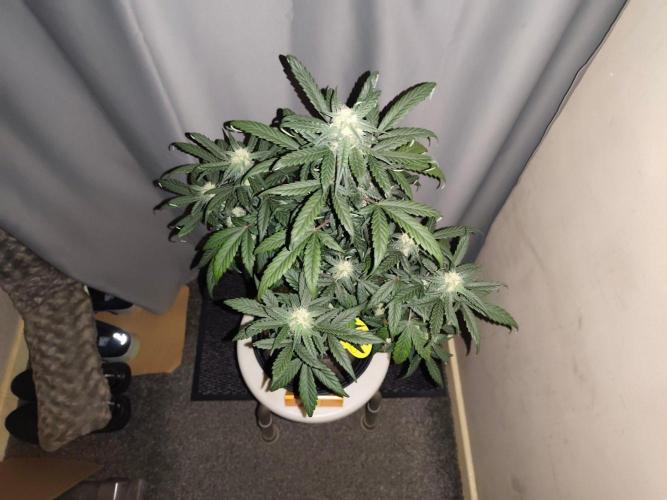 Original sensible seeds. Week 7