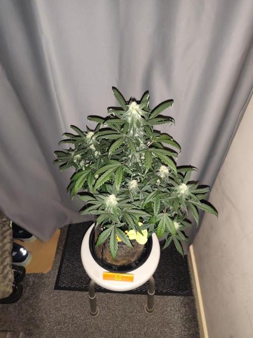 Original sensible seeds. Week 7