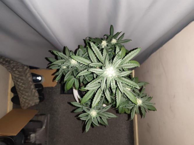 Original sensible seeds. Week 7