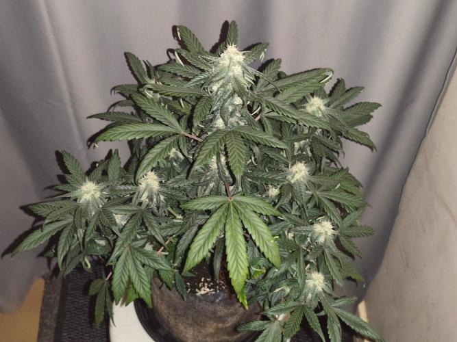 Original sensible seeds. Week 7