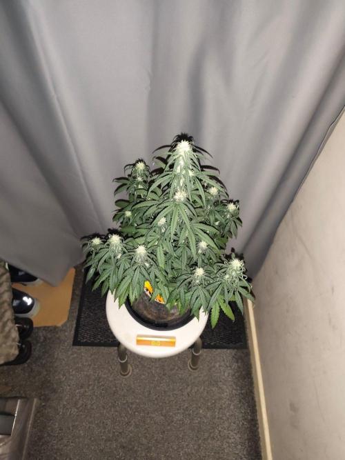 Original sensible seeds. Week 7