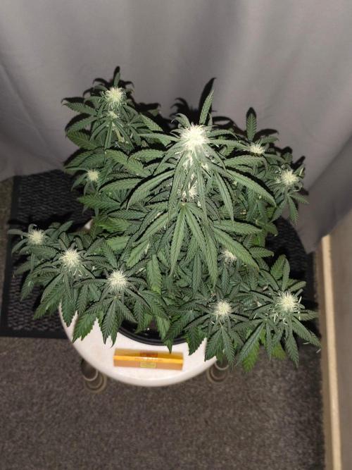 Original sensible seeds. Week 7