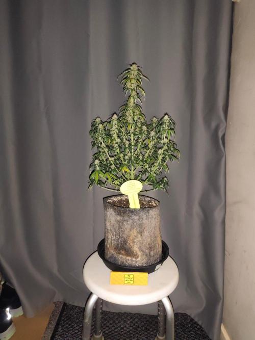 Original sensible seeds. Week 8