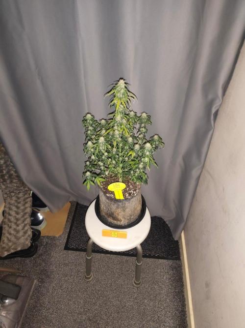 Original sensible seeds. Week 8