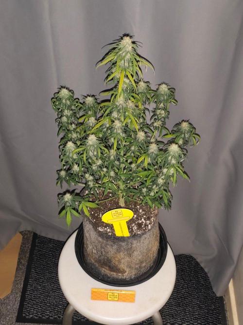 Original sensible seeds. Week 8