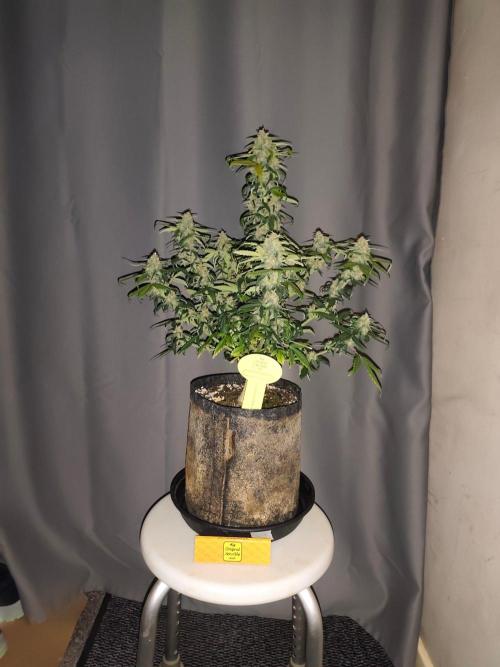 Original sensible seeds. Week 8