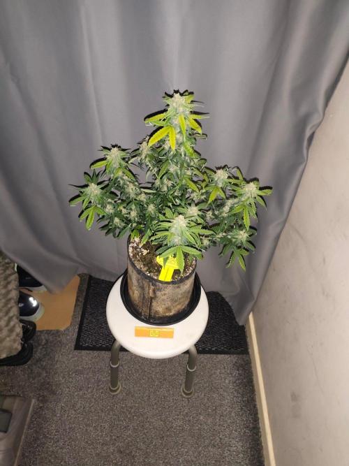 Original sensible seeds. Week 8