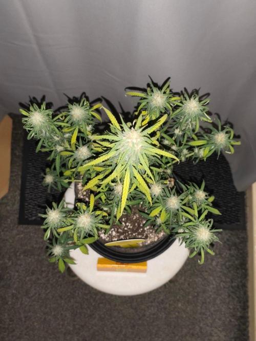Original sensible seeds. Week 8