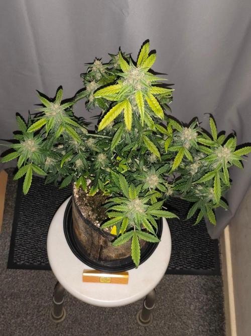 Original sensible seeds. Week 8