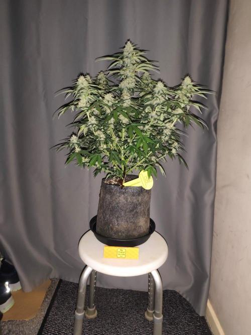 Original sensible seeds. Week 8