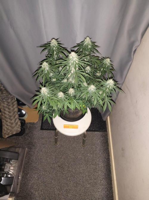 Original sensible seeds. Week 8