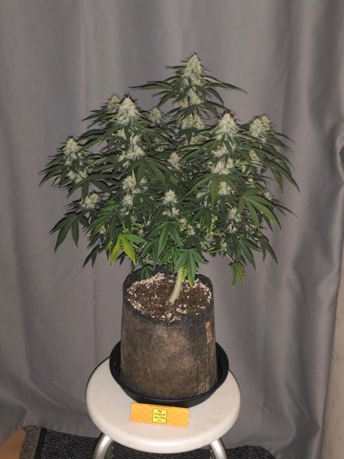 Original sensible seeds. Week 8