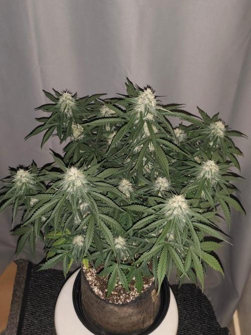 Pink Rozay x Strawberry Banana Auto. Week 8