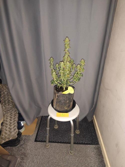 Original sensible seeds. Week 9