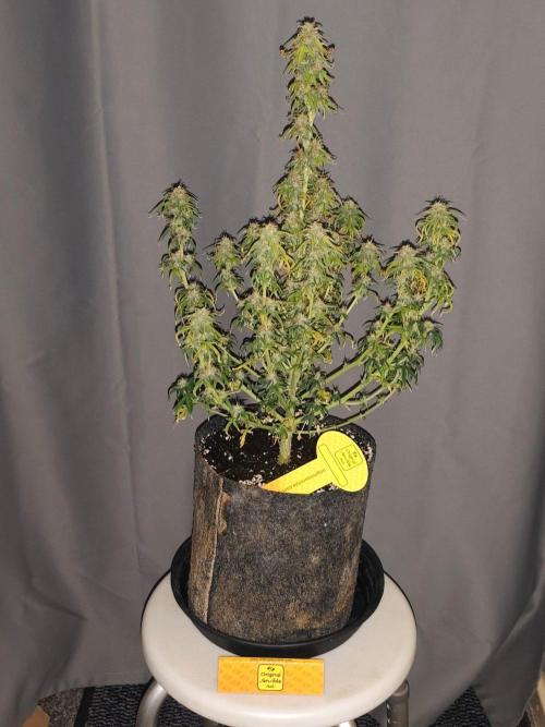 Original sensible seeds. Week 9