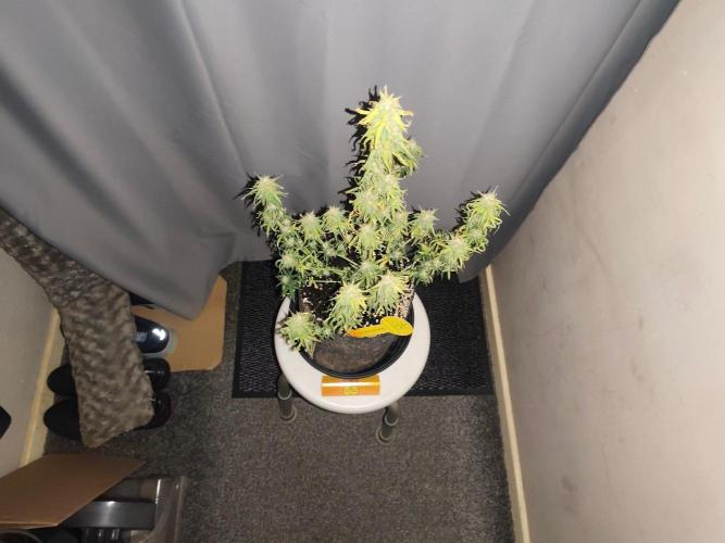 Original sensible seeds. Week 9