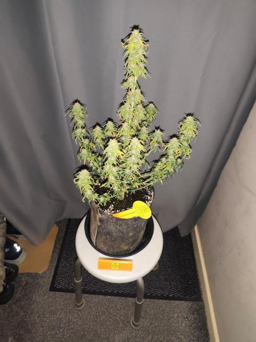 Original sensible seeds. Week 9