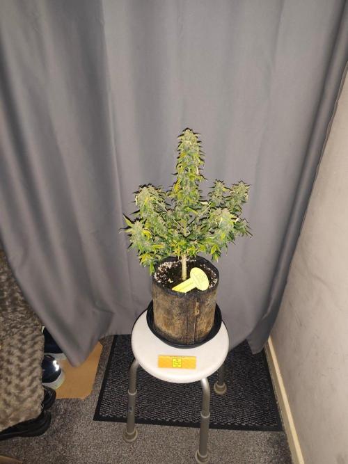 Original sensible seeds. Week 9