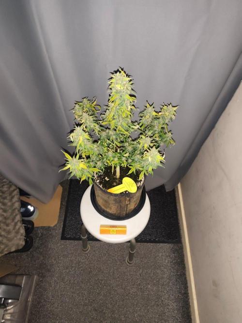 Original sensible seeds. Week 9