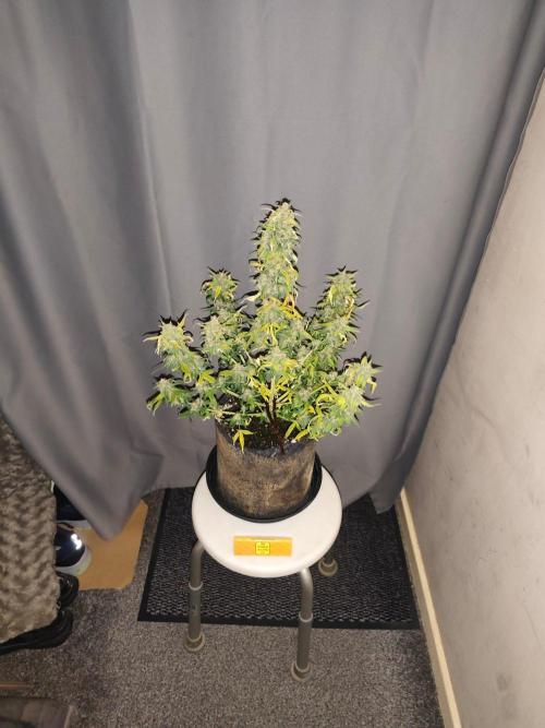 Original sensible seeds. Week 9