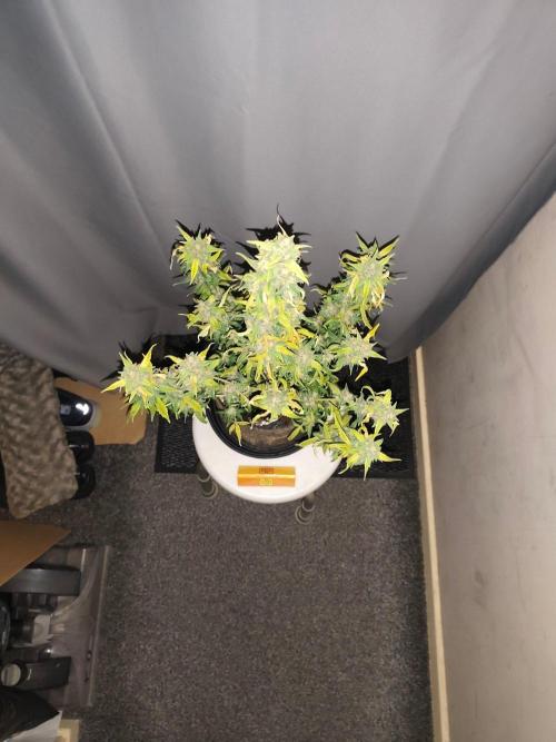 Original sensible seeds. Week 9