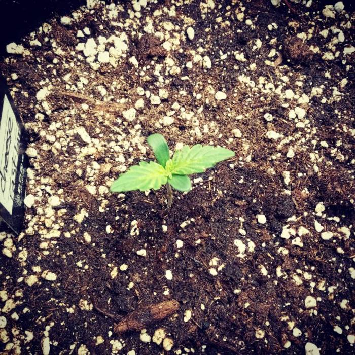 Fast bud cheese . Week 1