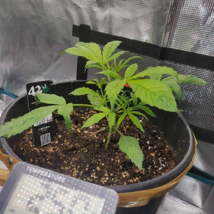 Fast bud cheese . Week 2