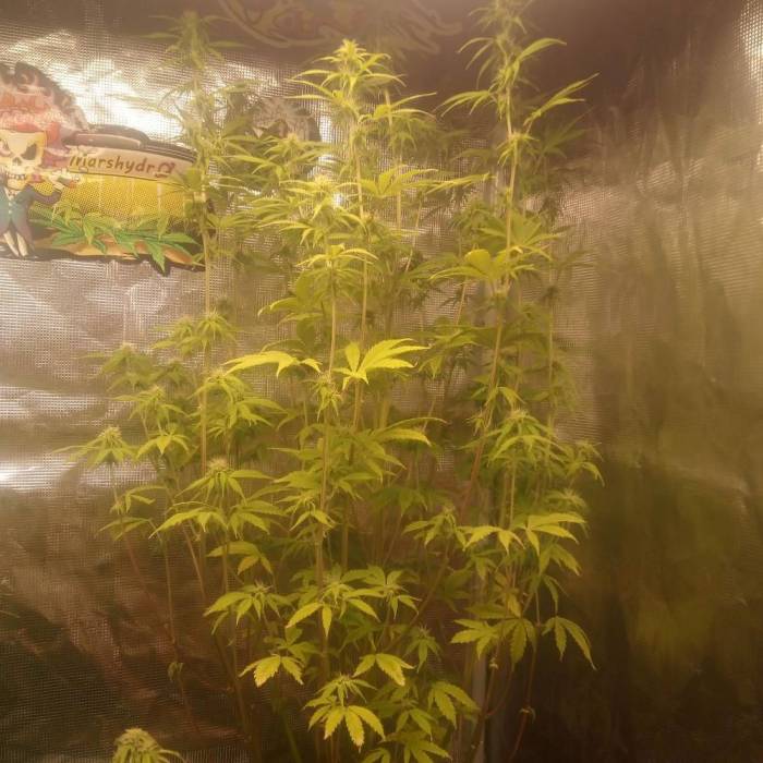 Fast bud cheese . Week 7
