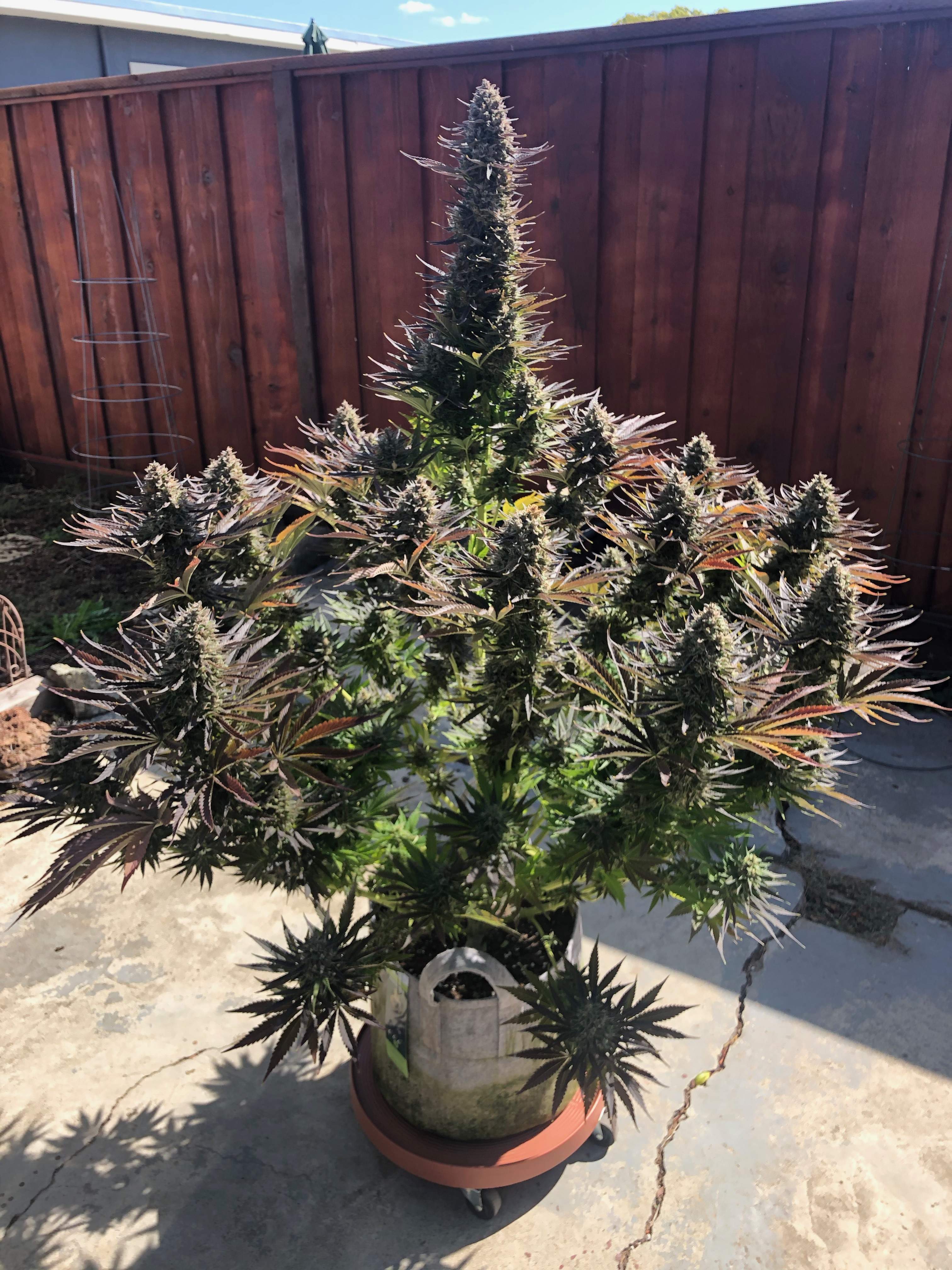 Spliff Seeds Purple Berry Kush 2 grow diary (journal) 2 harvest15 by