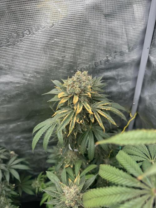 FrostyCloudzz