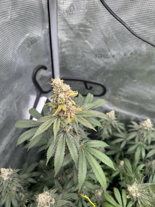 FrostyCloudzz