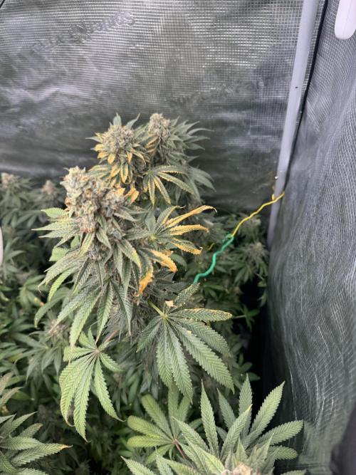 FrostyCloudzz