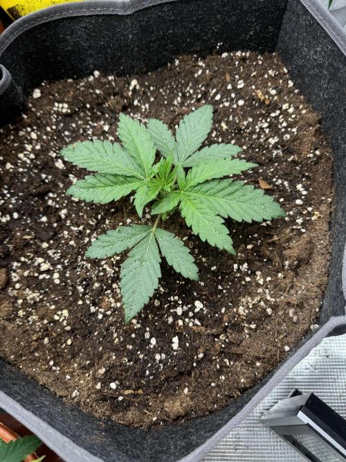 SECOND RUN - RS11 x Banana OG. Week 3