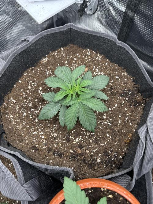 SECOND RUN - RS11 x Banana OG. Week 3