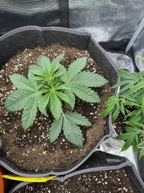 SECOND RUN - RS11 x Banana OG. Week 3