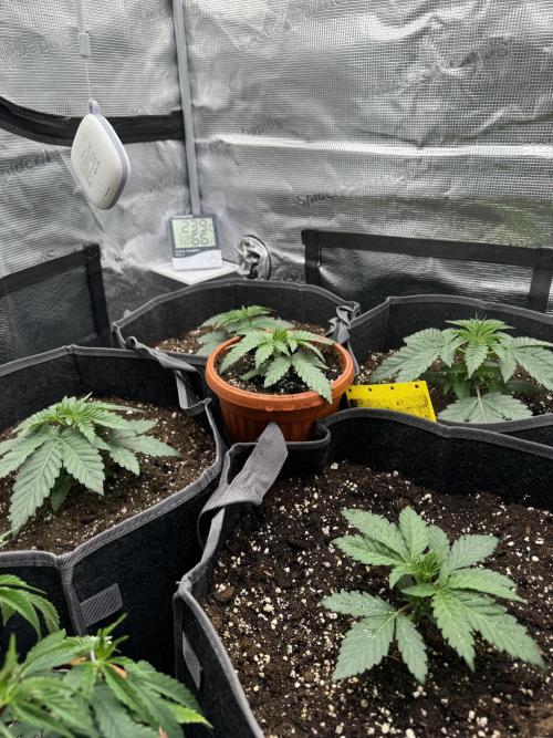 SECOND RUN - RS11 x Banana OG. Week 3