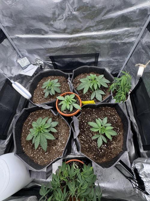 SECOND RUN - RS11 x Banana OG. Week 3