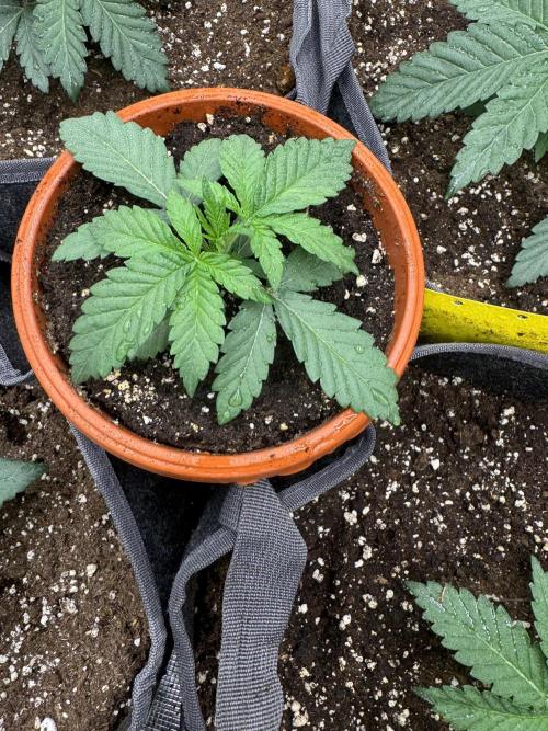 SECOND RUN - RS11 x Banana OG. Week 3