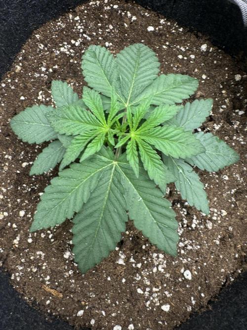 SECOND RUN - RS11 x Banana OG. Week 3