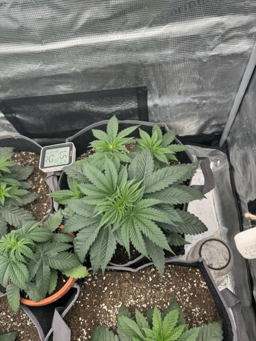 SECOND RUN - RS11 x Banana OG. Week 3