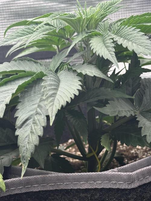 SECOND RUN - RS11 x Banana OG. Week 3