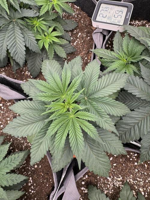 SECOND RUN - RS11 x Banana OG. Week 3