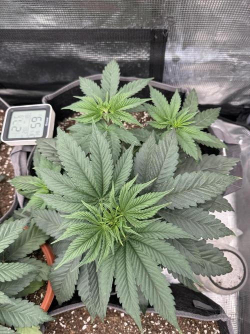 SECOND RUN - RS11 x Banana OG. Week 3