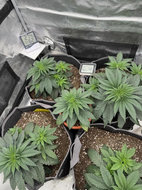 SECOND RUN - RS11 x Banana OG. Week 3