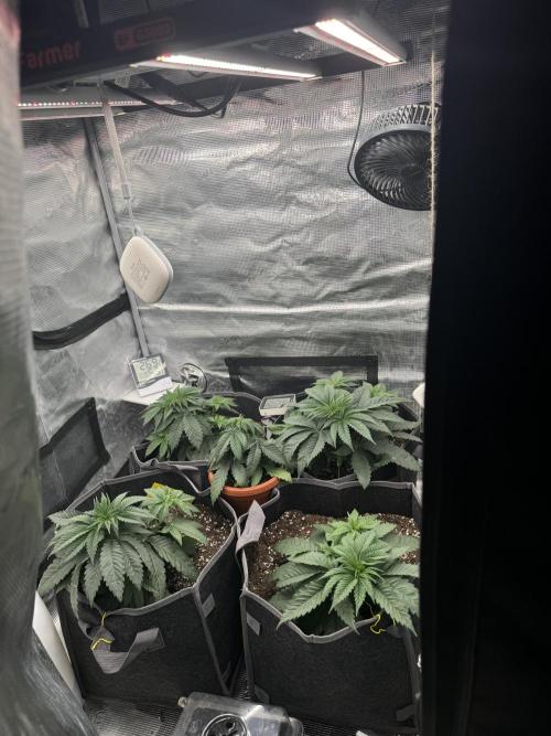 SECOND RUN - RS11 x Banana OG. Week 3