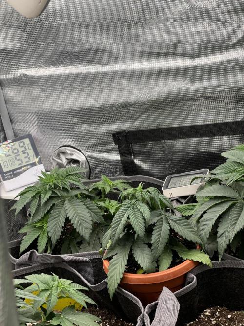 SECOND RUN - RS11 x Banana OG. Week 3