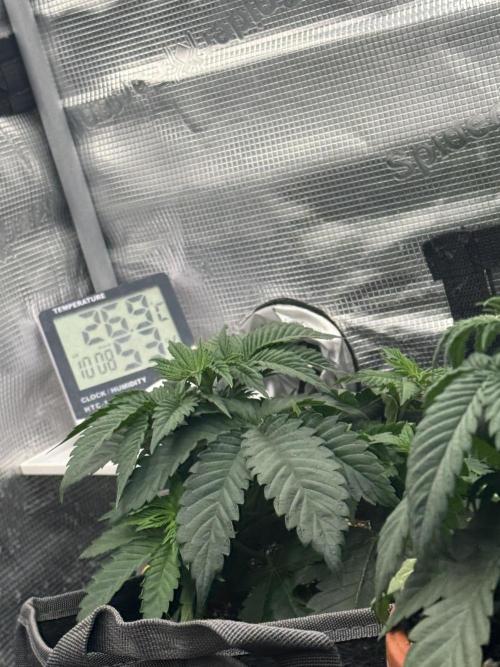 SECOND RUN - RS11 x Banana OG. Week 3